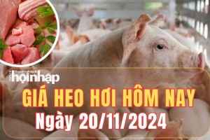 Giá heo hơi hôm nay 20/11/2024: Tại An Giang và Hậu Giang, giá heo hơi tăng 1.000 đồng/kg