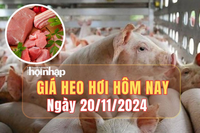 Giá heo hơi hôm nay 20/11/2024: