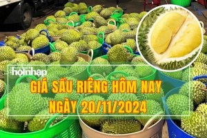 Giá sầu riêng hôm nay 20/11: Thị trường tăng nhẹ trở lại, giá sầu riêng neo cao