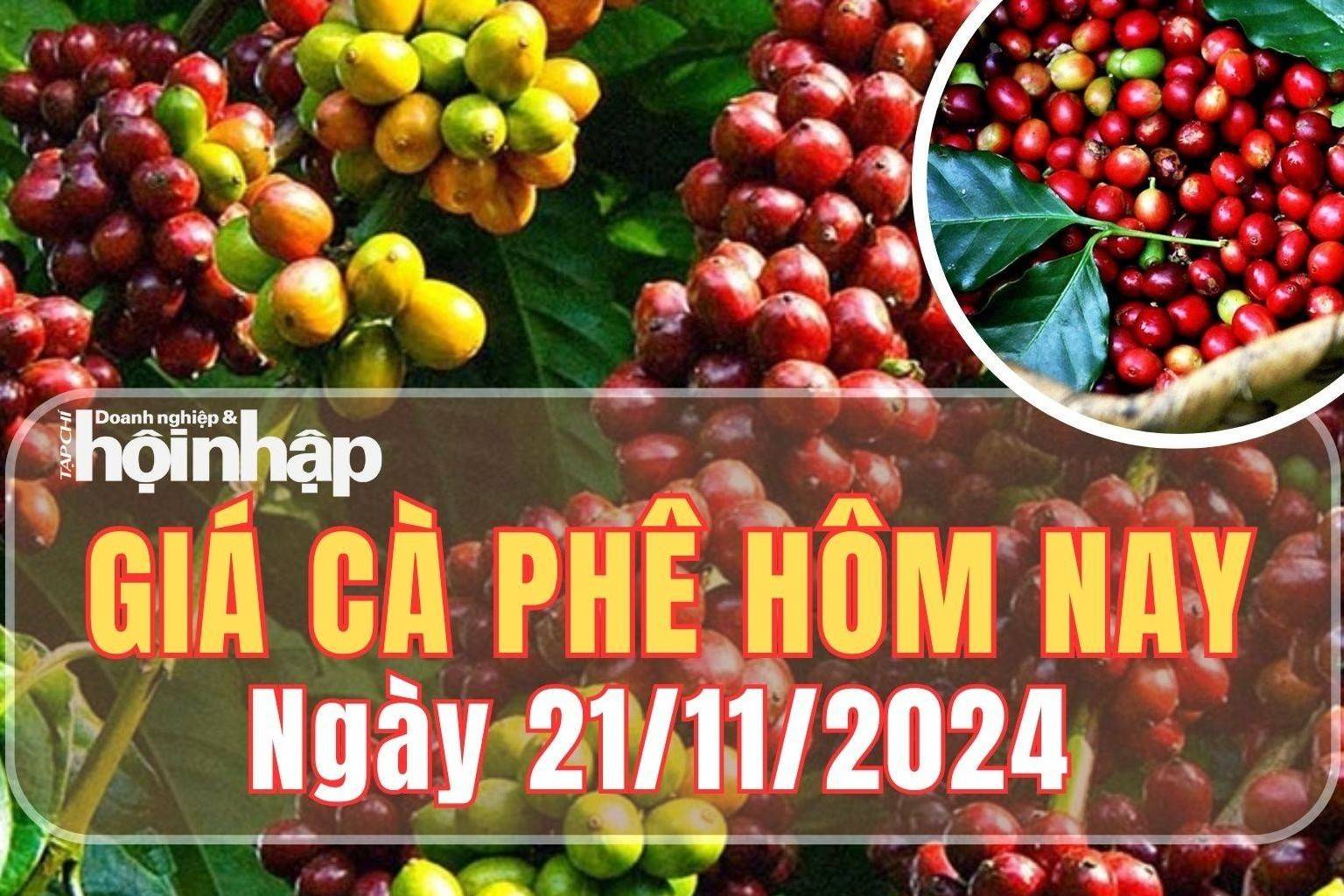 Giá cà phê hôm nay 21/11/2024: Giá cà phê trong nước quay đầu giảm 800 đồng/kg