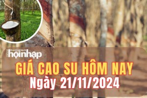 Giá cao su hôm nay 21/11/2024: Trên Sàn SHFE, giá cao su tăng 1,05%, hiện mức 17.780 NDT/tấn