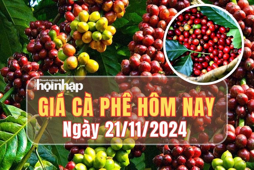 Giá cà phê hôm nay 21/11/2024: