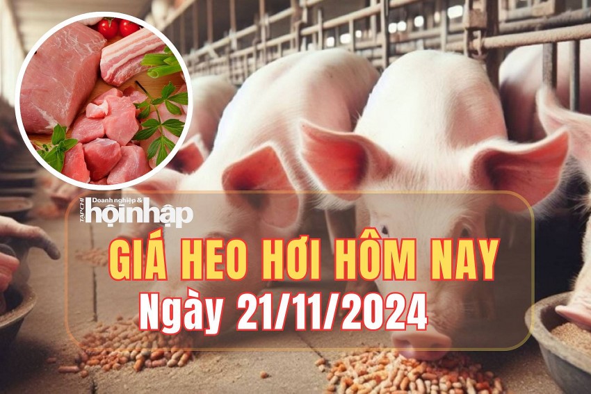Giá heo hơi hôm nay 21/11/2024: