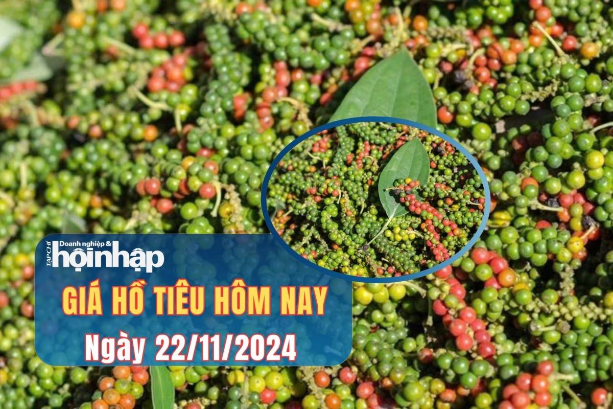 Giá tiêu hôm nay 22/11: Giá tiêu trong nước bật tăng trở lại