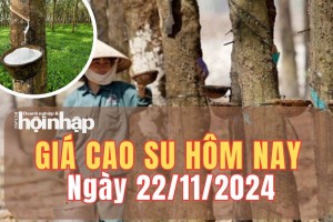 Giá cao su hôm nay 22/11/2024: Trên Sàn Tocom - Tokyo, giá cao su giảm 0,03%