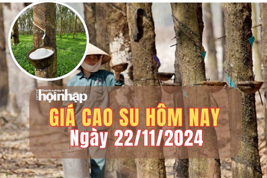 Giá cao su hôm nay 22/11/2024: Giá cao su hôm nay 22/11/2024: