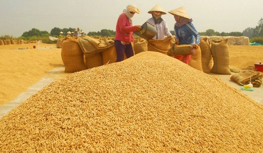 Giá lúa gạo hôm nay 22/11/2024: Giá lúa gạo hôm nay 22/11/2024: