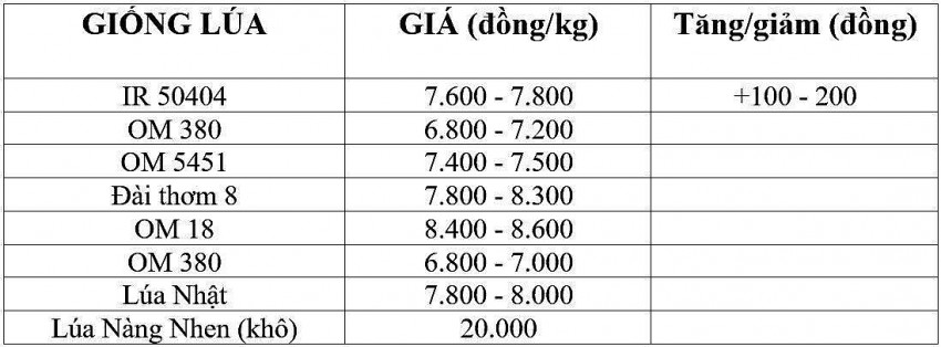 Giá lúa gạo hôm nay 23/11/2024: Giá lúa gạo hôm nay 23/11/2024: