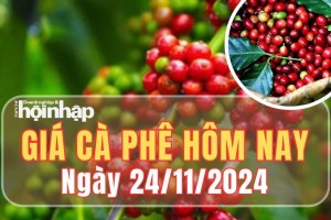 Giá cà phê hôm nay 24/11/2024: Giá cà phê trong nước tiếp tục tăng 2.000 đồng/kg