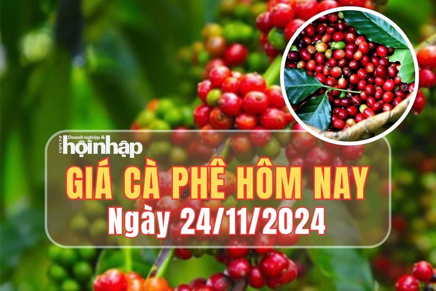 Giá cà phê hôm nay 24/11/2024: