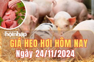 Giá heo hơi hôm nay 24/11/2024: Giá heo hơi dao động từ 60.000 - 63.000 đồng/kg