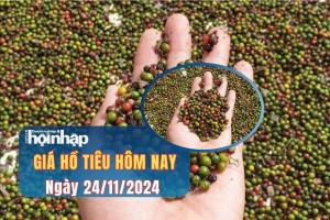Giá tiêu hôm nay 24/11: Giá tiêu tiếp đà tăng mạnh