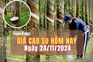 Giá cao su hôm nay 24/11: Giá cao su trên sàn Tocom và SHFE giữ đà giảm