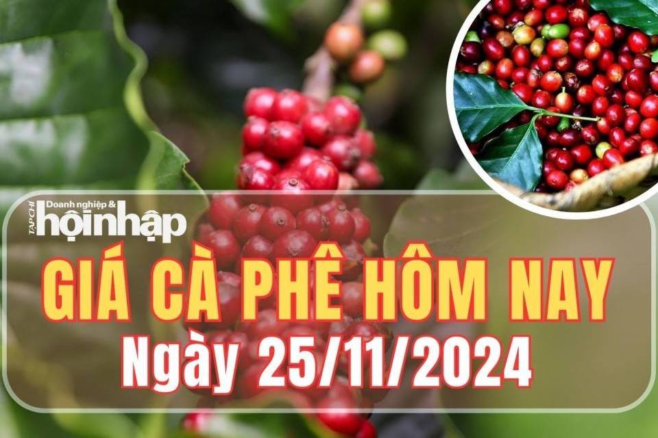 Giá cà phê hôm nay 25/11/2024: Tuần qua, giá cà phê nội địa tăng từ 4.100 - 4.300 đồng/kg