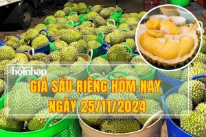 Giá sầu riêng hôm nay 25/11: Thị trường giảm nhẹ, có thể về mức 150.000 đồng/kg