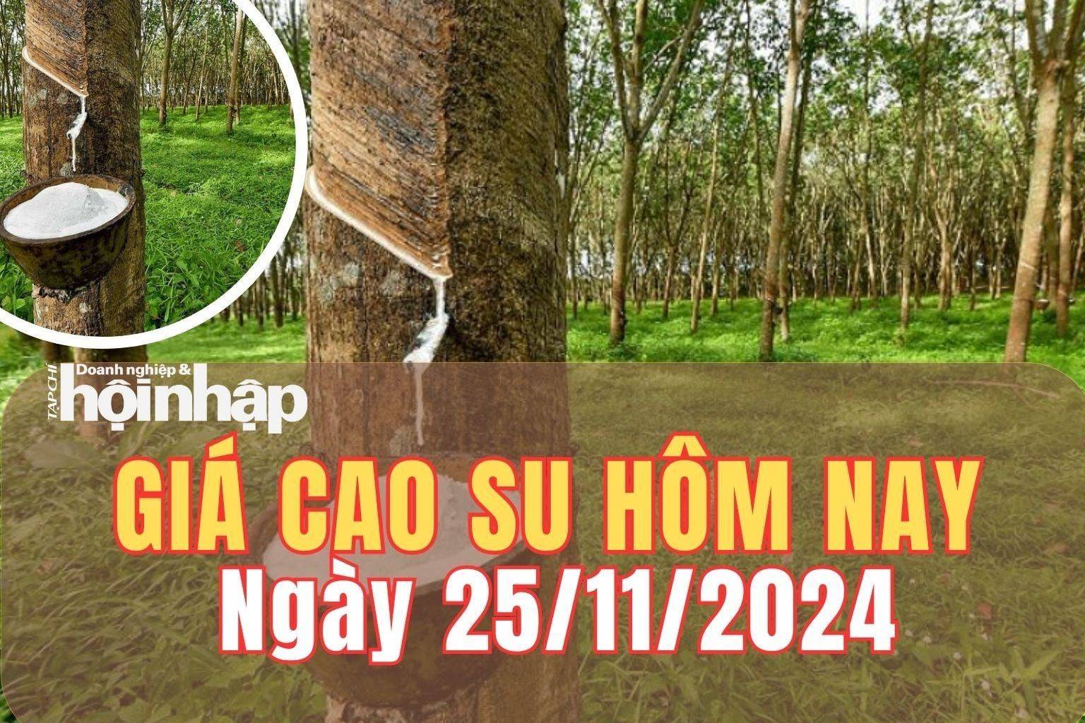 Giá cao su hôm nay 25/11/2024: Phiên đầu tuần, giá cao su duy trì đi ngang