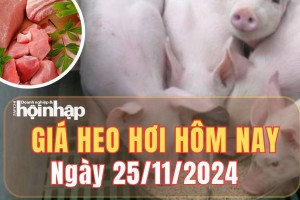 Giá heo hơi hôm nay 25/11/2024: Giá heo hơi tại Đắk Lắk mức thấp nhất 59.000 đồng/kg