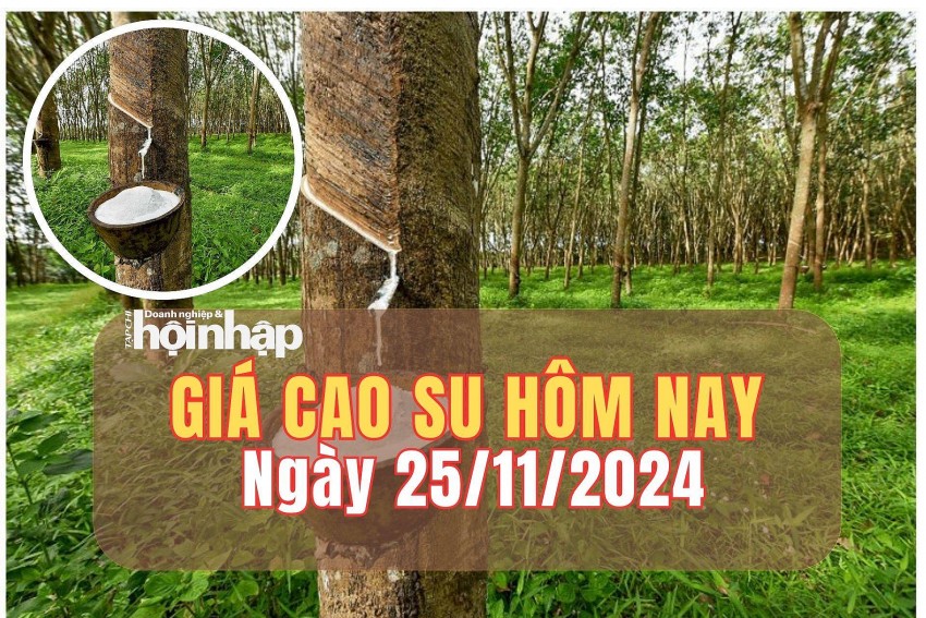 Giá cao su hôm nay 25/11/2024: Phiên đầu tuần, giá cao su duy trì đi ngang. Giá cao su hôm nay 25/11/2024: Phiên đầu tuần, giá cao su duy trì đi ngang.