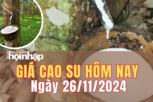 Giá cao su hôm nay 26/11/2024: Giá cao su tại Tocom - Tokyo giảm 0,03%, ở mức 345.90 yen/kg