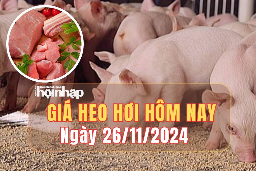 Giá heo hơi hôm nay 26/11/2024: