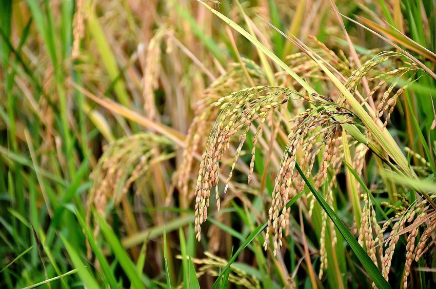 Giá lúa gạo hôm nay 26/11/2024: Giá lúa gạo hôm nay 26/11/2024: