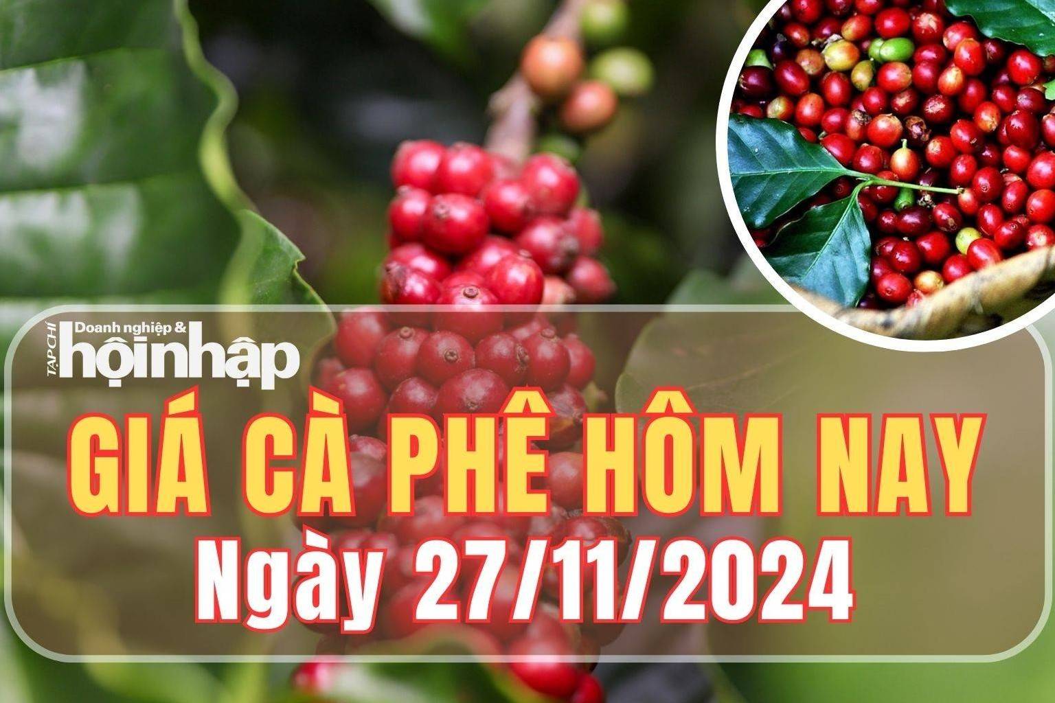 Giá cà phê hôm nay 27/11/2024: Giá cà phê trong nước nối dài đà tăng mạnh từ 1.600 - 2.200 đồng/kg