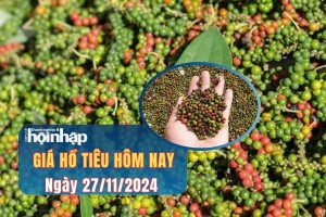 Giá tiêu hôm nay 27/11: Giá tiêu cao nhất 141.000 đồng/kg, giá tiêu thế giới giảm nhẹ