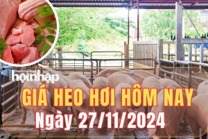 Giá heo hơi hôm nay 27/11/2024: Giá heo hơi giảm 1.000 đồng/kg tại Thái Nguyên