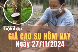 Giá cao su hôm nay 27/11/2024: Giá cao su thế giới và trong nước giảm nhẹ