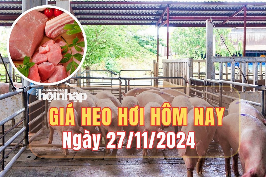 Giá heo hơi hôm nay 27/11/2024: