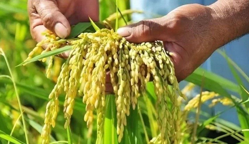 Giá lúa gạo hôm nay 27/11/2024: Giá lúa gạo hôm nay 27/11/2024: