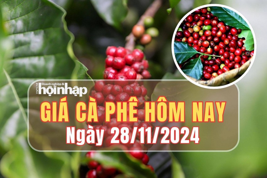 Giá cà phê hôm nay 28/11/2024: