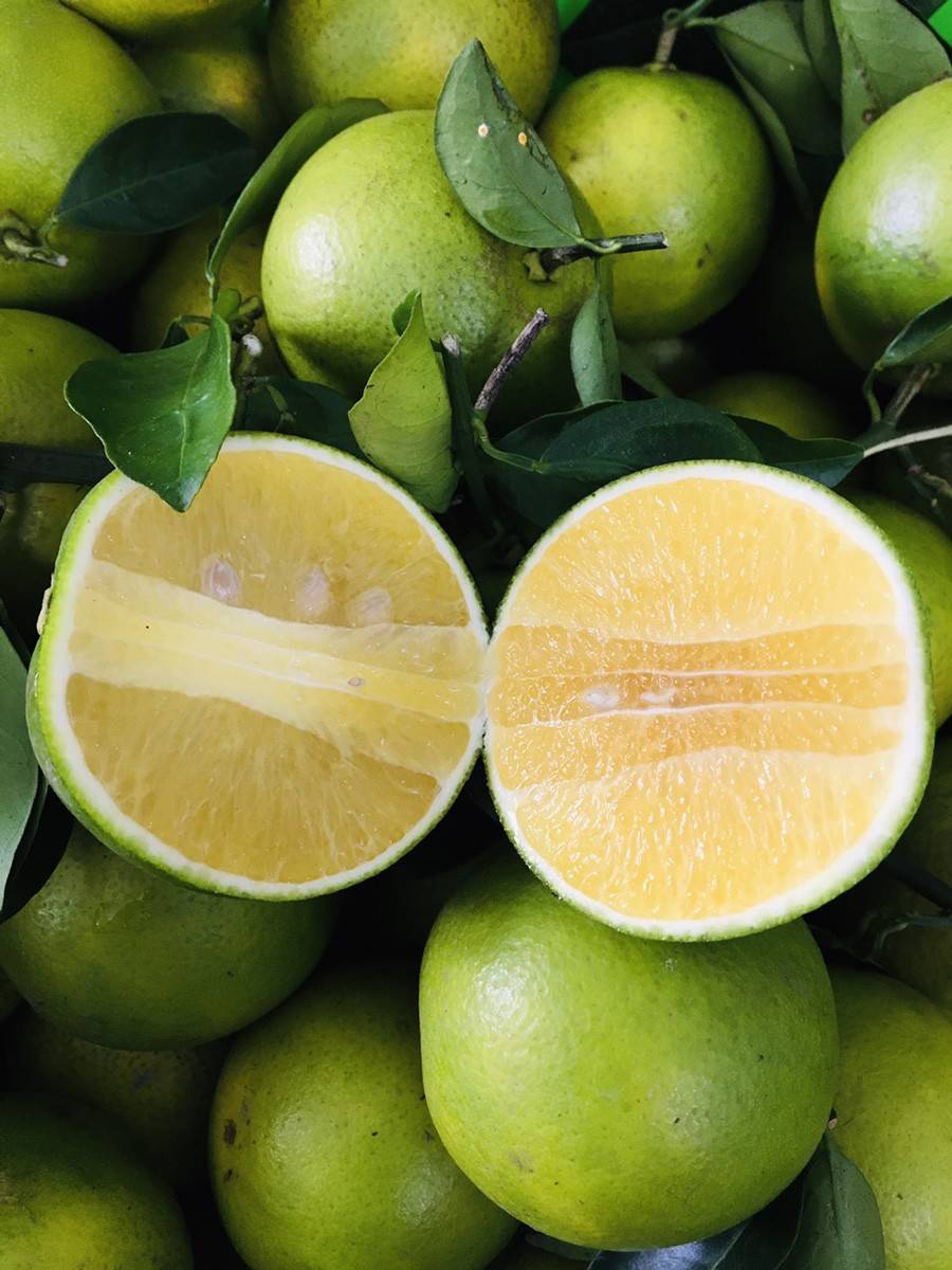 Vĩnh Long: Trái tim nông nghiệp của Đồng bằng sông Cửu Long