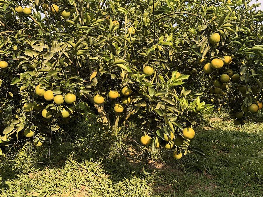 Cam xoàn Vĩnh Long được trồng rất nhiều ở những miệt vườn trái cây trù phú