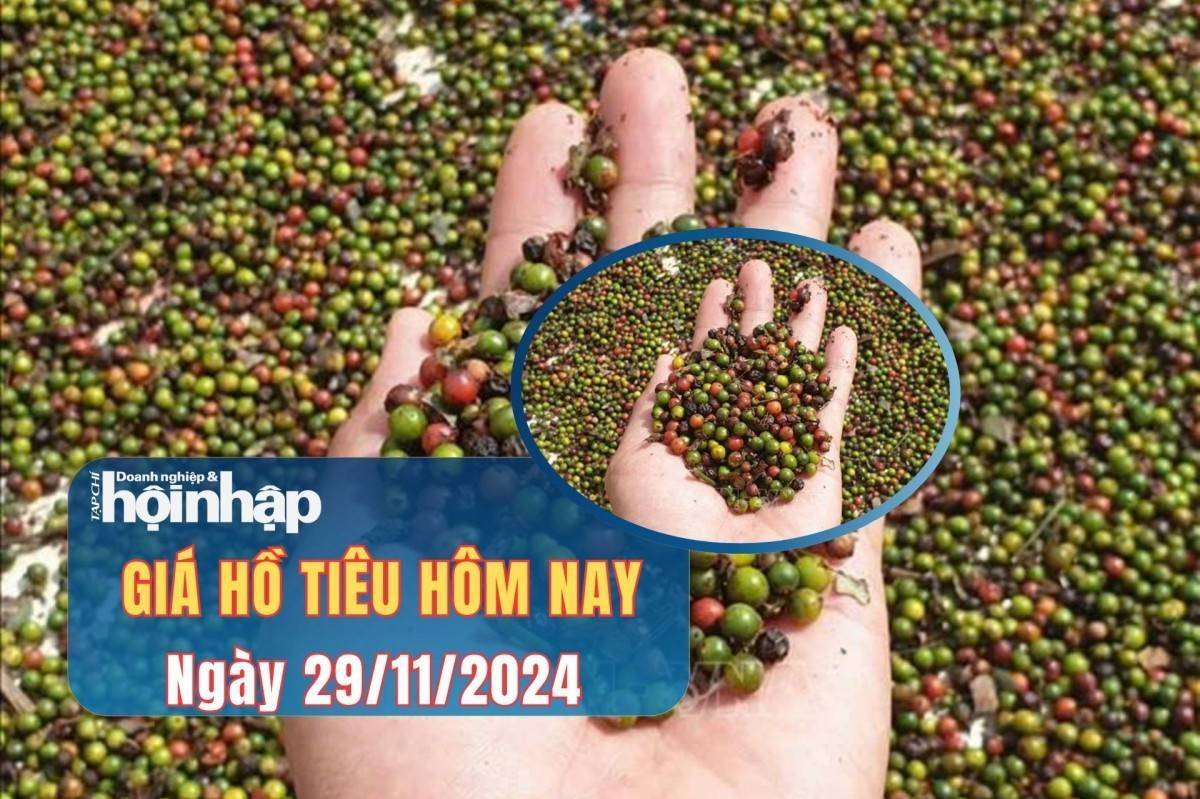 Giá tiêu hôm nay 29/11: Giá tiêu tiếp đà tăng mạnh, giá cao nhất 143.500 đồng/kg