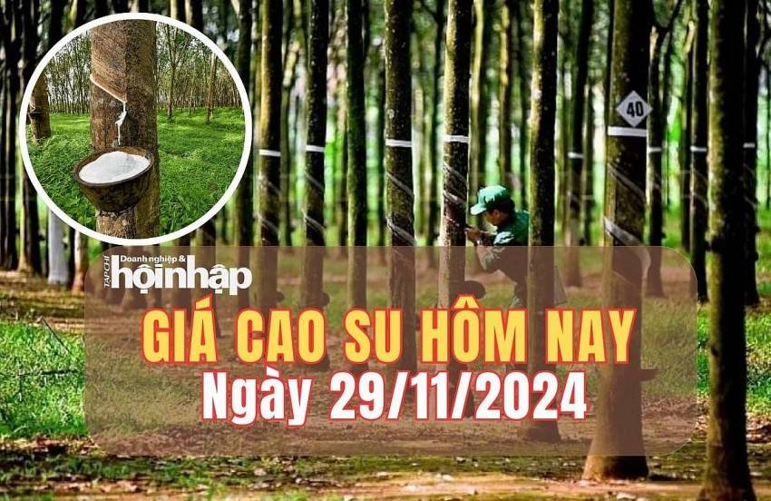 Giá cao su hôm nay 29/11/2024: Giá cao su trên các sàn giao dịch "bật tăng", cao su trong nước ổn định