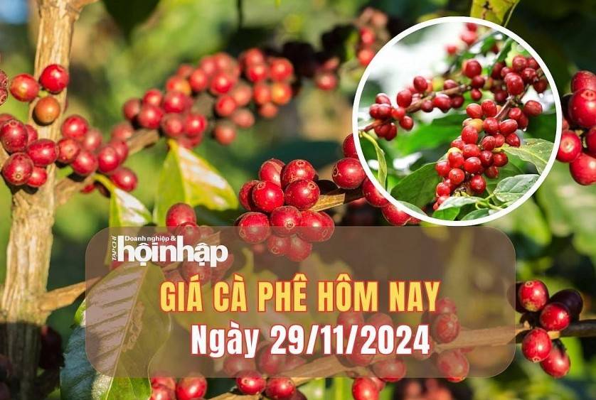 Giá cà phê hôm nay 29/11/2024: Giá cà phê trong nước tiếp đà tăng mạnh từ 4.000 - 4.100 đồng/kg