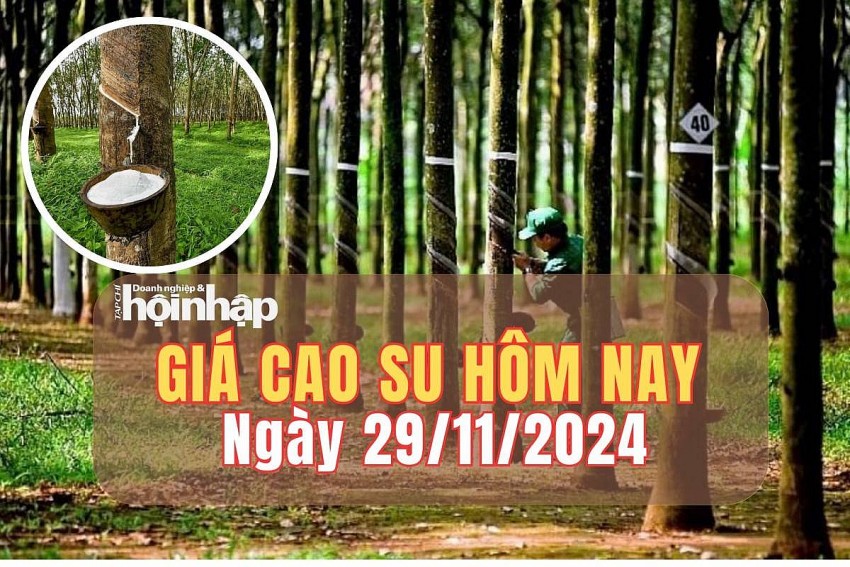 Giá cao su hôm nay 29/11/2024: Giá cao su trên các sàn giao dịch