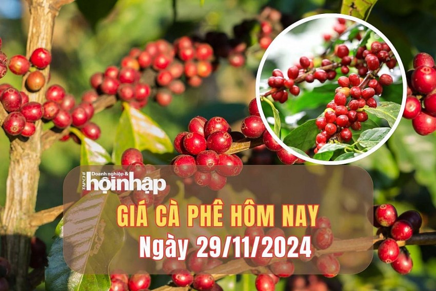Giá cà phê hôm nay 29/11/2024: Giá cà phê trong nước tăng mạnh từ 4.000 - 4.100 đồng/kg