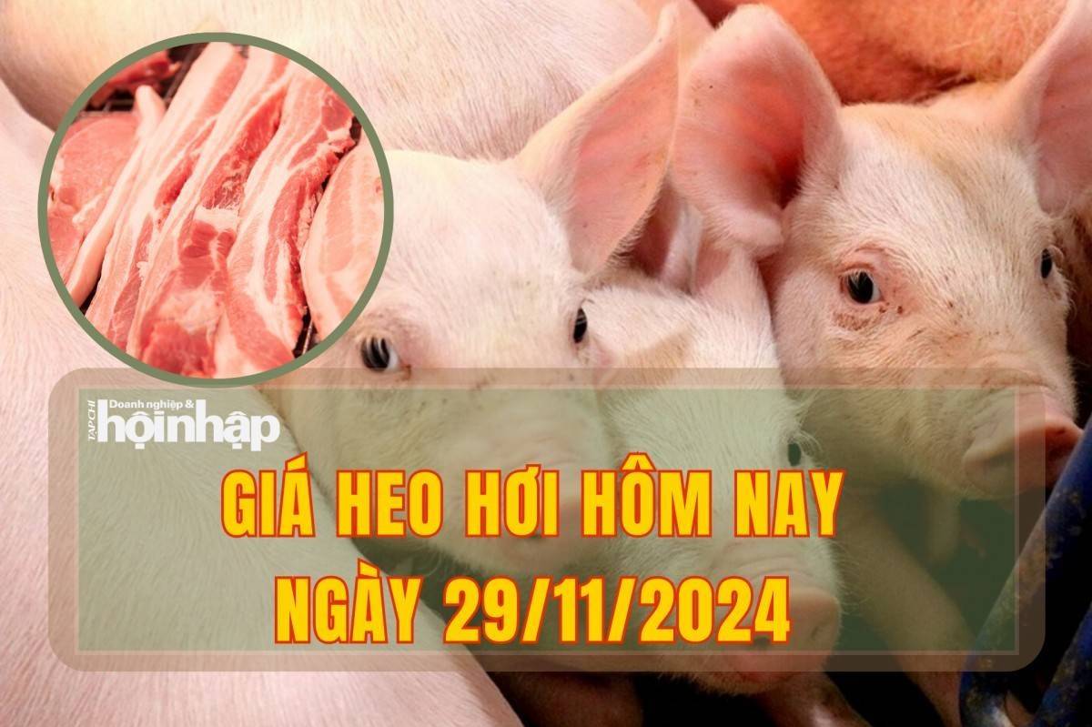 Giá heo hơi hôm nay 29/11: Miền Trung, Tây Nguyên và miền Nam tăng giá nhẹ, miền Bắc giữ giá ổn định