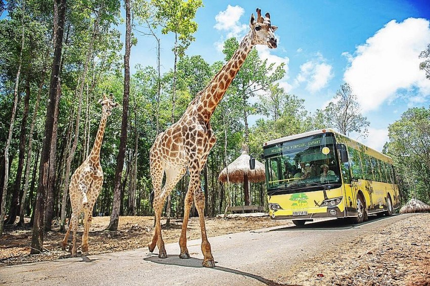 Vinpearl Safari Phú Quốc lọt top đầu vườn thú và thủy cung tại Châu Á