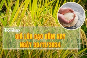 Giá lúa gạo hôm nay 30/11: Thị trường tăng nhẹ ở nhiều mặt hàng