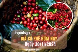 Giá cà phê hôm nay 30/11/2024: Giá cà phê trong nước tăng vượt mốc 131.000 đồng/kg phiên cuối tháng