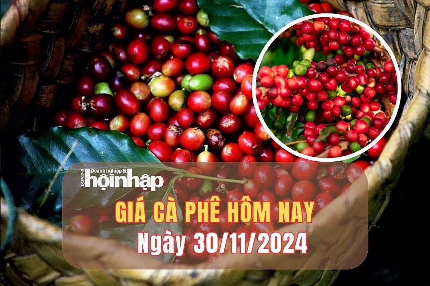 Giá cà phê hôm nay 30/11/2024: Giá cà phê trong nước tăng vượt mốc 131.000 đồng/kg phiên cuối tháng