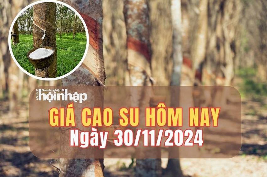 Giá cao su hôm nay 30/11/2024: Giá cao su trên các sàn giao dịch tăng ngày thứ 2 liên tiếp