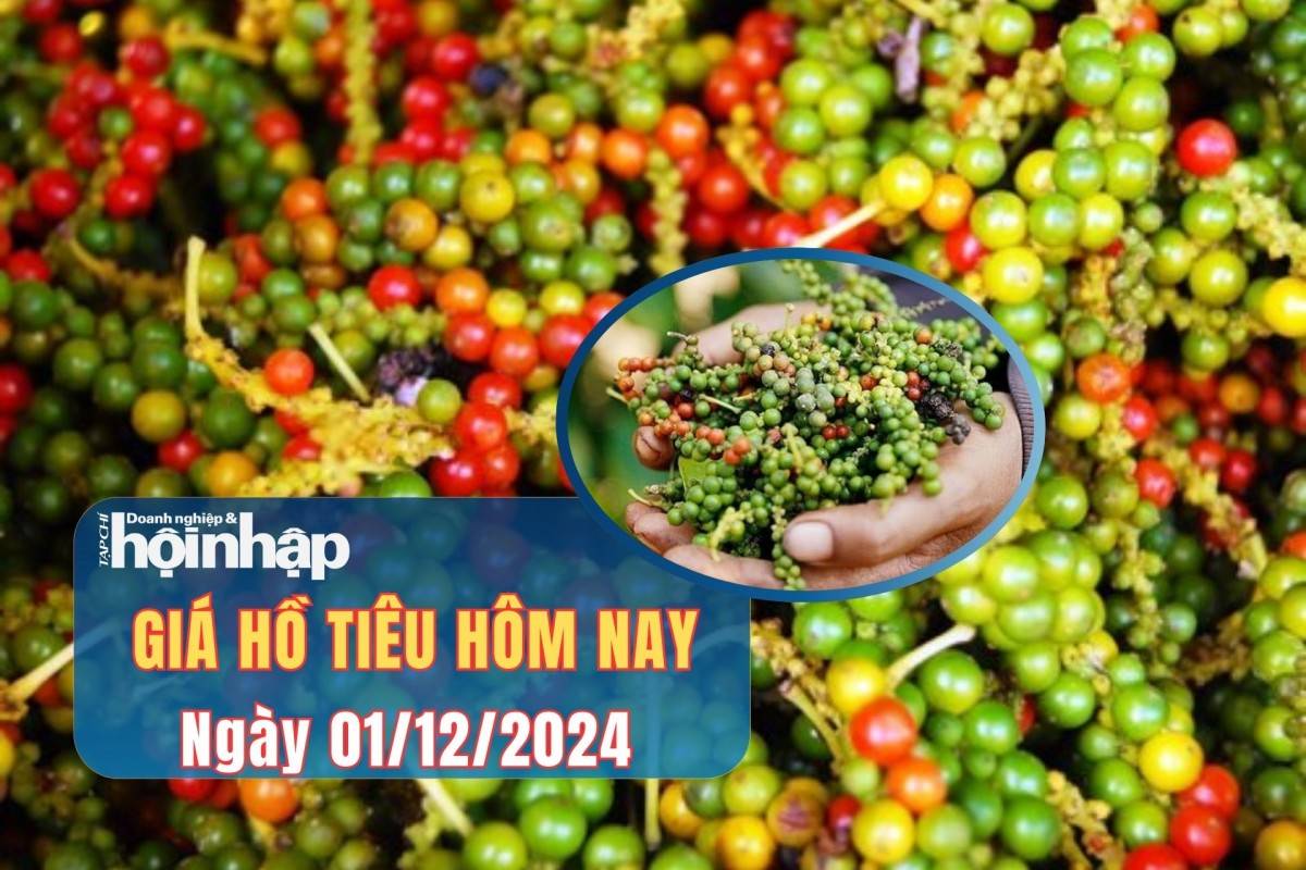 Giá tiêu hôm nay 01/12: Giá tiêu hôm nay 01/12: