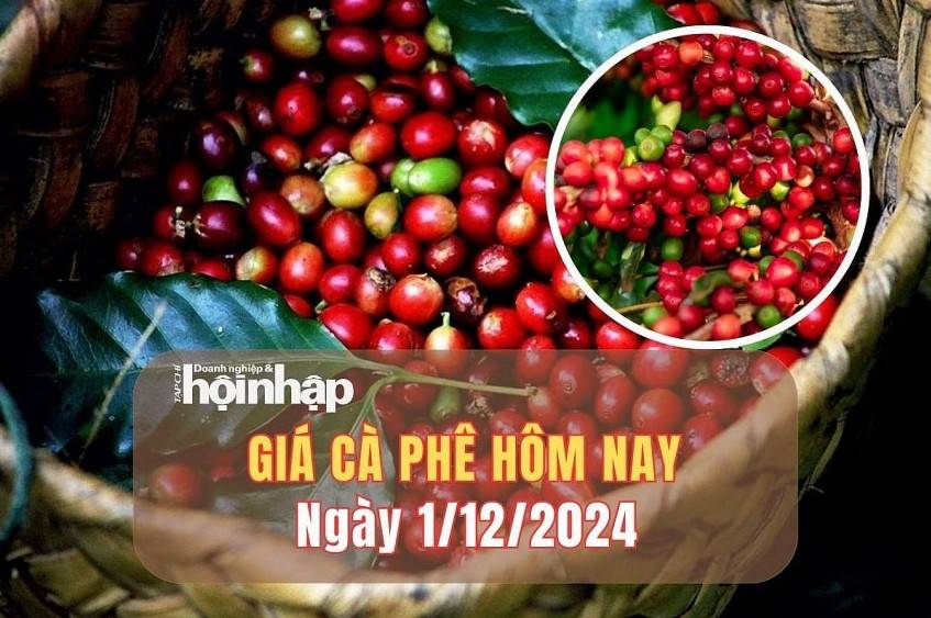 Giá cà phê hôm nay 1/12/2024: Giá cà phê trong nước và thế giới đồng loạt giảm phiên cuối tuần