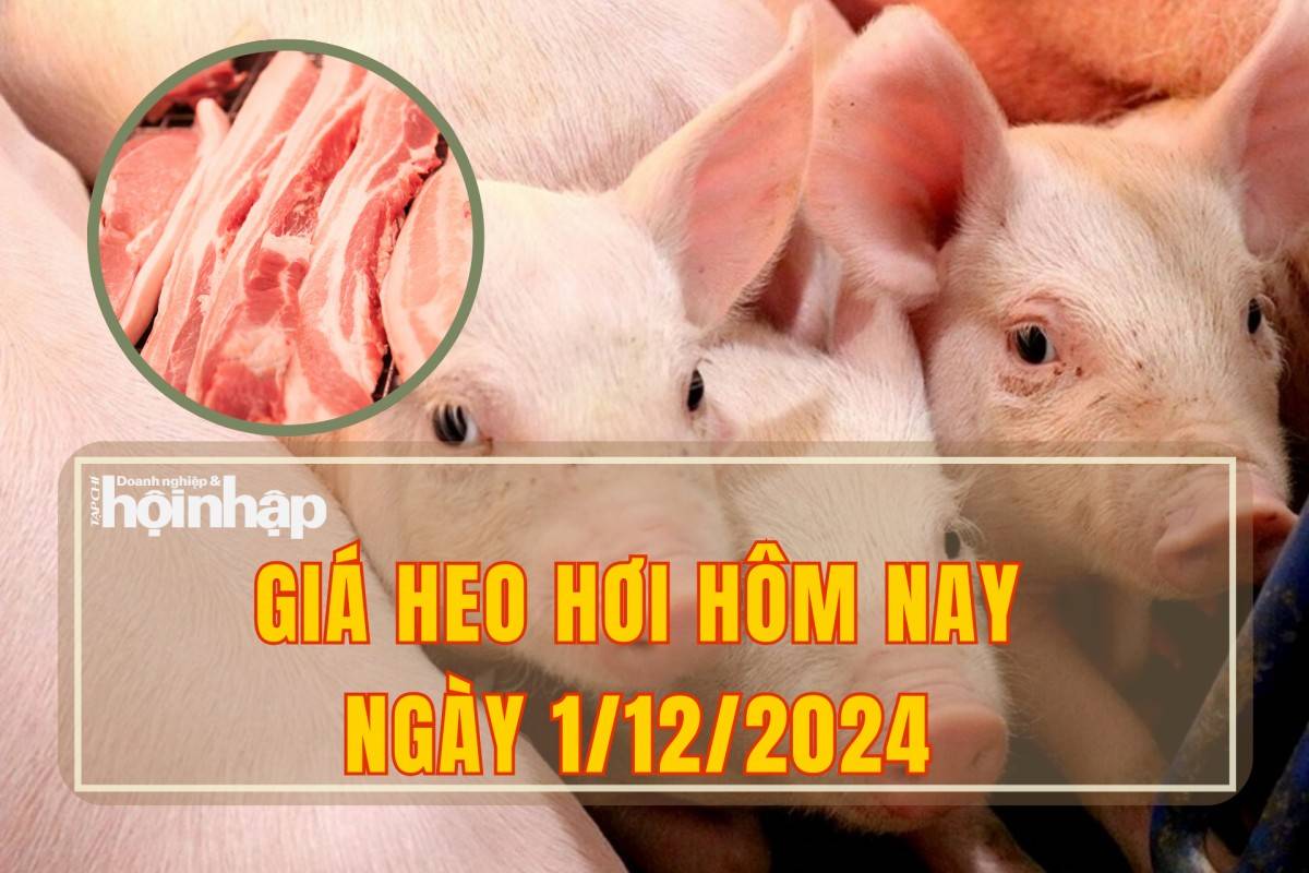 Giá heo hơi hôm nay 1/12: Thị trường ổn định sau một tuần với nhiều biến động Giá heo hơi hôm nay 1/12: Thị trường ổn định sau một tuần với nhiều biến động