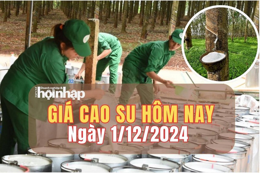 Giá cao su hôm nay 1/12/2024: Giá cao su trên các sàn giao dịch duy trì đà tăng, cao su trong nước đi ngang