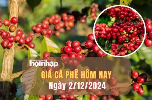 Giá cà phê hôm nay 2/12/2024: Giá cà phê trong nước tăng mạnh từ 12.500 - 13.000 đồng/kg